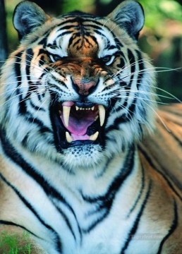  tigre tableau - tigre 18